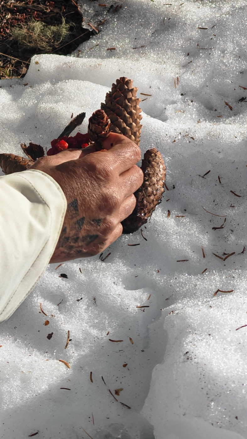 A hand gathering pinecones and red berries from the snow